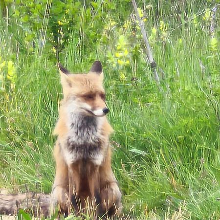 El Pecu Casa Rural Starfamiliar Bustillo Del Paramo Dış mekan fotoğraf