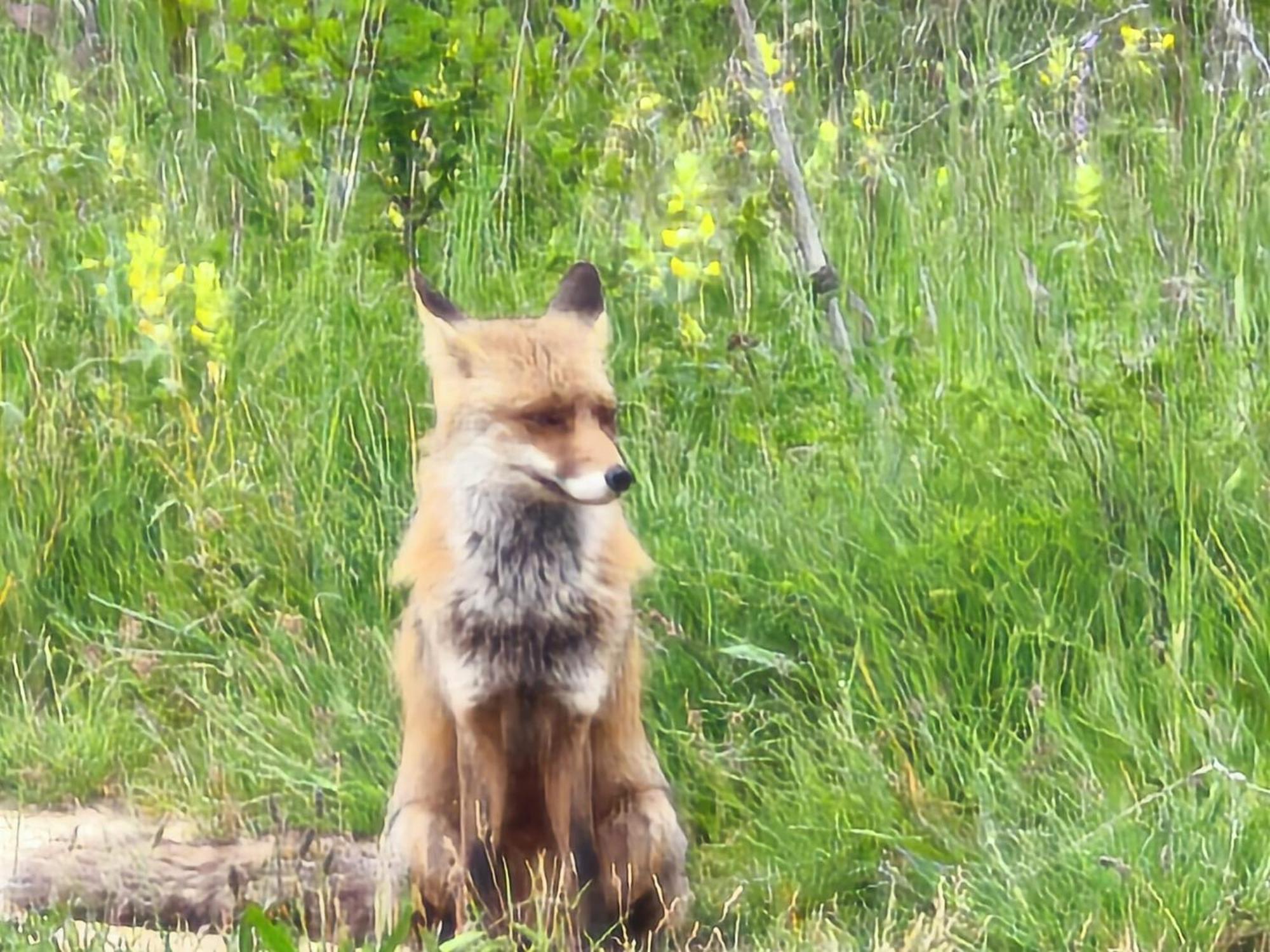 El Pecu Casa Rural Starfamiliar Bustillo Del Paramo Dış mekan fotoğraf